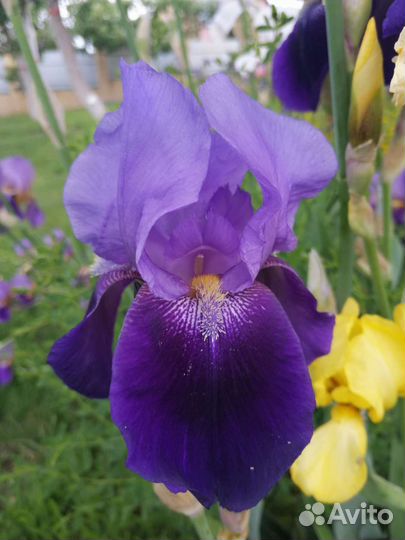 Многолетние цвет (деленки) ирисы, пионы, хосты