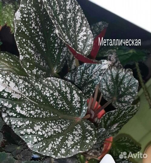 Бегонии простые