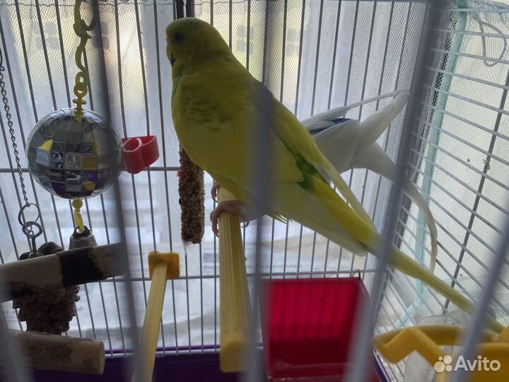 2 волнистых попугая