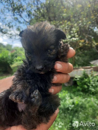 Щенки немецкой овчарки