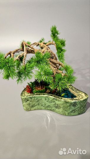 Продам Бонсай