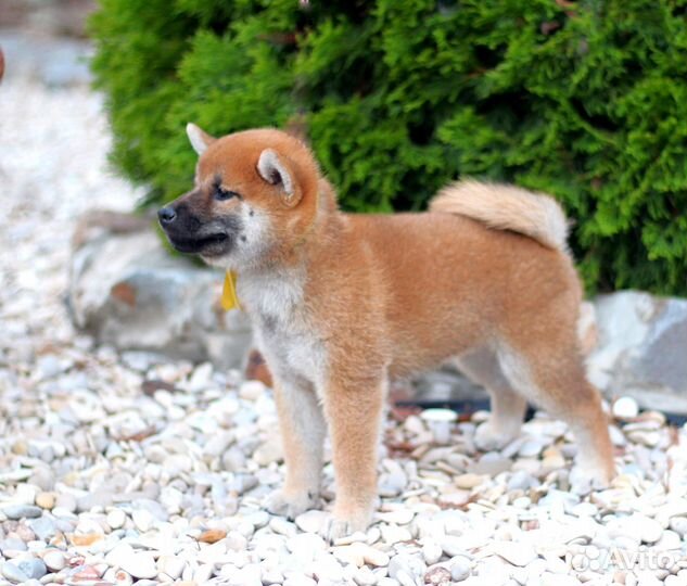 Улыбашка девочка сиба шиба ину