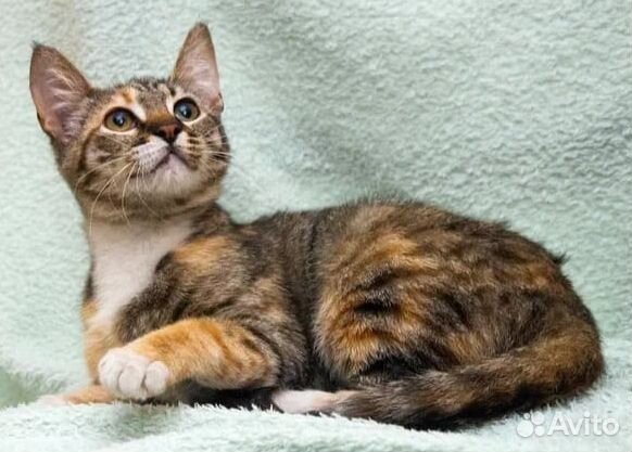 Трехцветный котенок в добрые руки