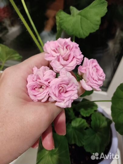 Пеларгония герань сортовая