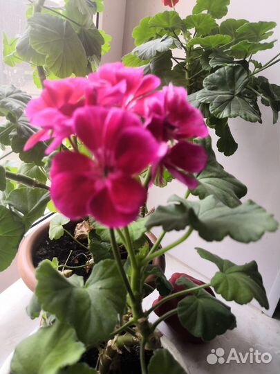 Пеларгония герань