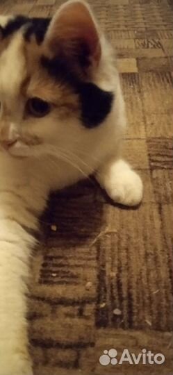 Кошка в дар бесплатно