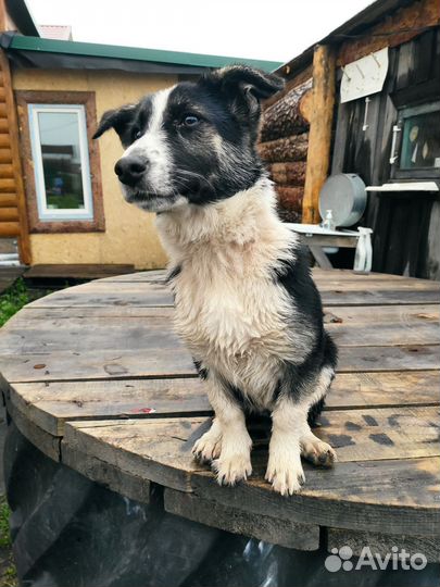 Собака в добрые руки отдам бесплатно