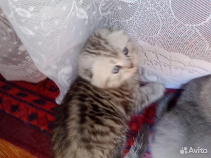 Продам вислоухих котят