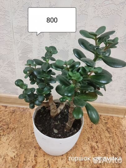 Толстянка, денежное дерево, крассула
