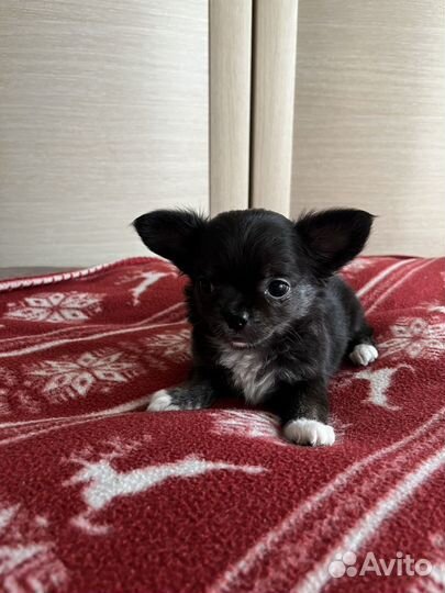 Щенки чихуахуа