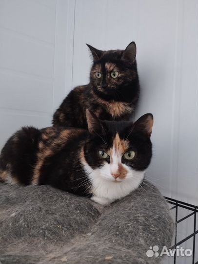 Коты и кошки в приюте