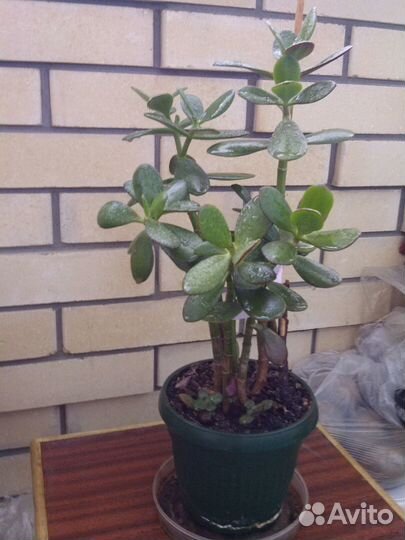 Денежное дерево