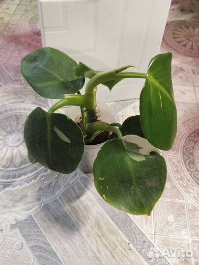 Филодендроны