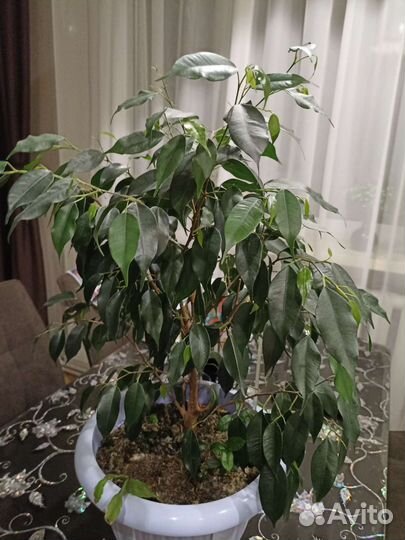 Фикус бенджамина