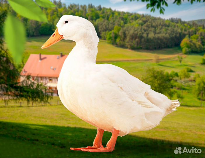 Утята Стар 53