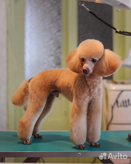 Той-пудель вязка