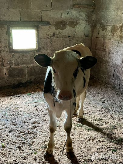 Домашние животные