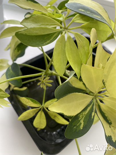 Шефлера вариегатная