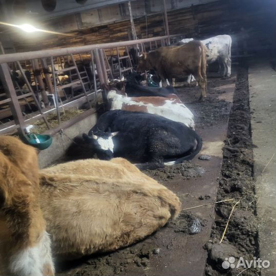 Быки и телки