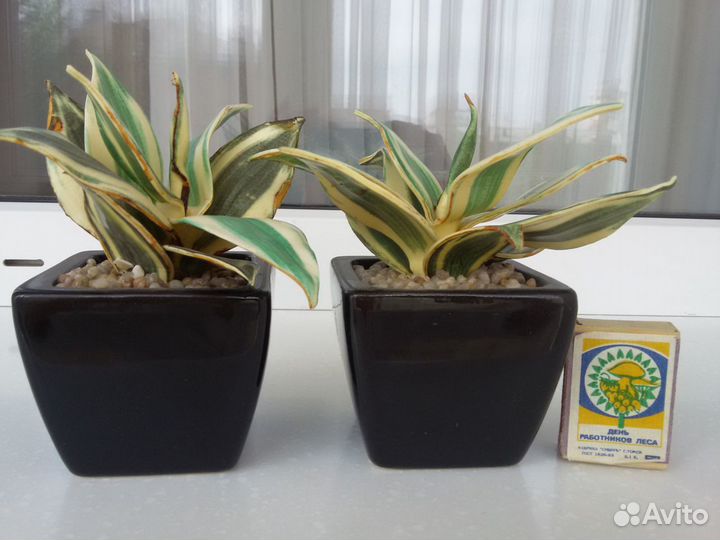 Растения искуственные SIA