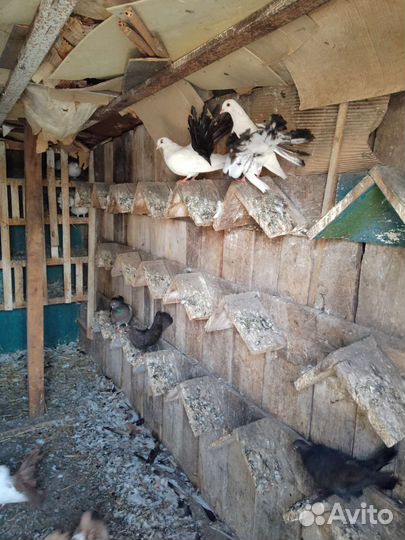 Голубь домашние