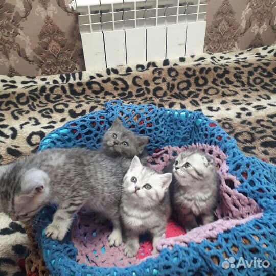 Шотландские котята