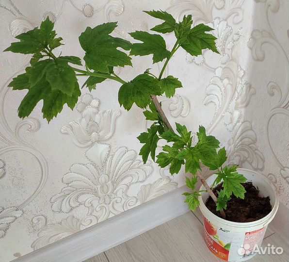 Калина Бульденеж