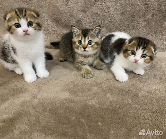 Шотландская