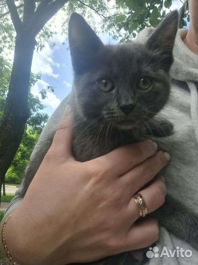 Котенок девочка 2,5 месяца