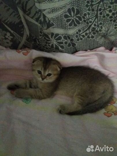 Шотландские котята