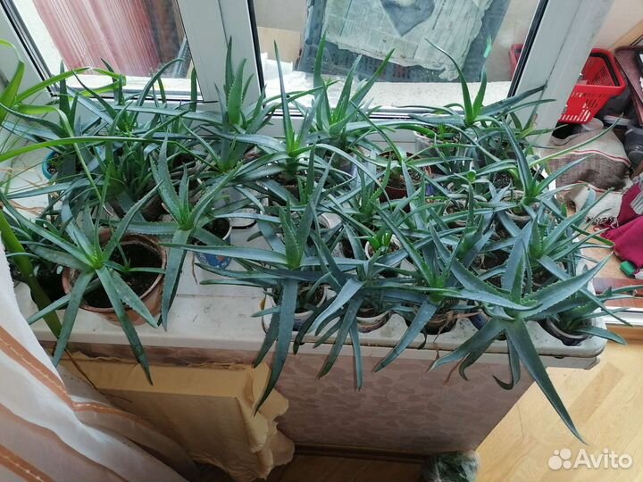 Алоэ вера 1-5 лет