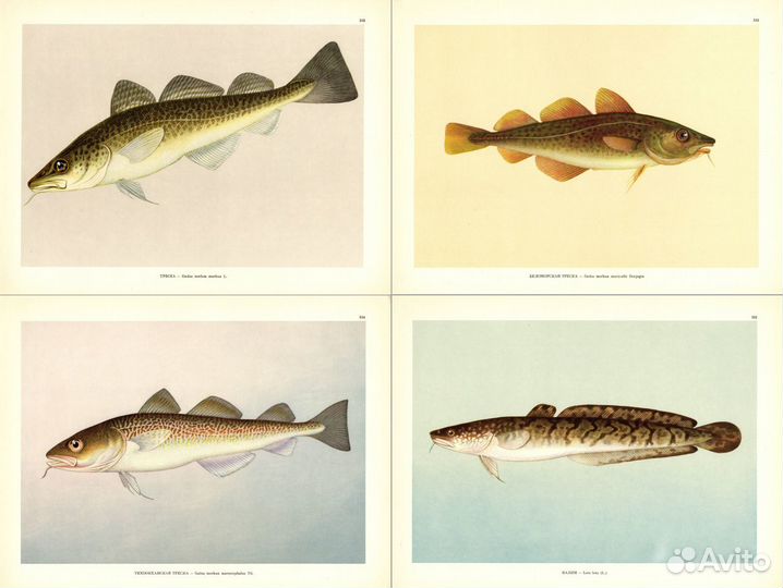 Литографии. Большие. Рыбы. Часть 3
