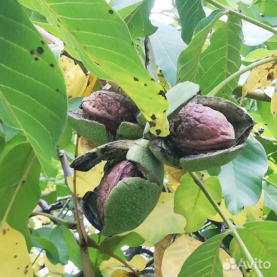 Почвопокровная вероника. Грецкий орех