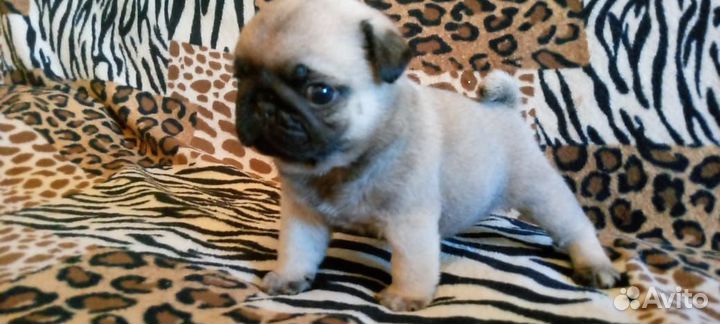 Щенки мопса