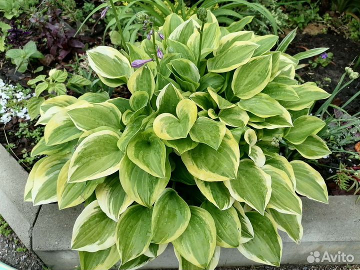 Многолетние цветы