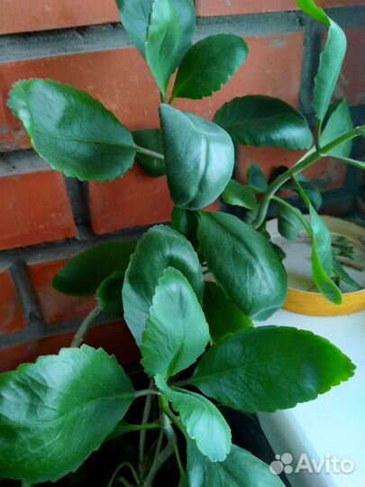 Каланхоэ лечебный, молодое растение