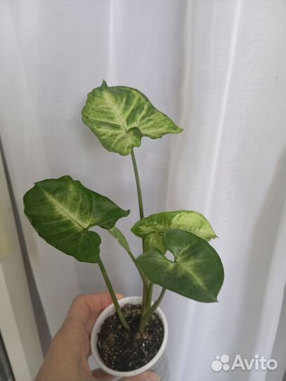 Сингониум Пикси