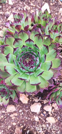 Молодило каменная роза