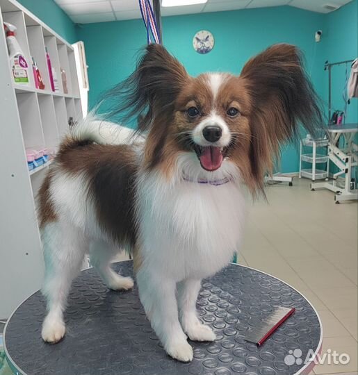 Стрижка собак и кошек