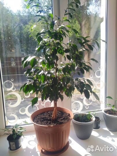 Замиокулькас