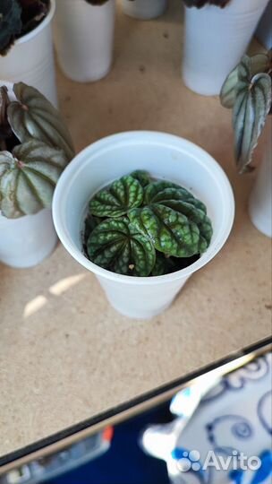 Комнатные растения