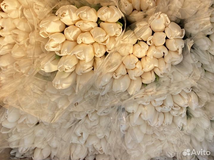 Тюльпаны к 8 марта