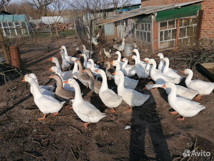 Гуси домашние