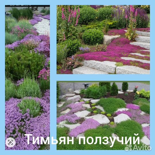 Тимьян декоративный