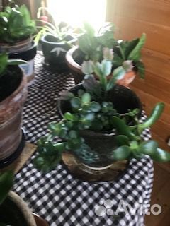 Продам комнатные цветы