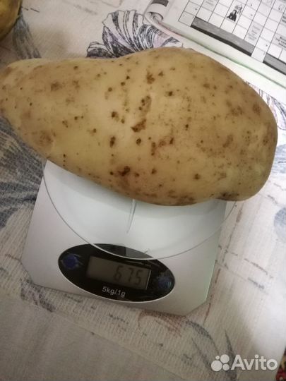 Продам картофель