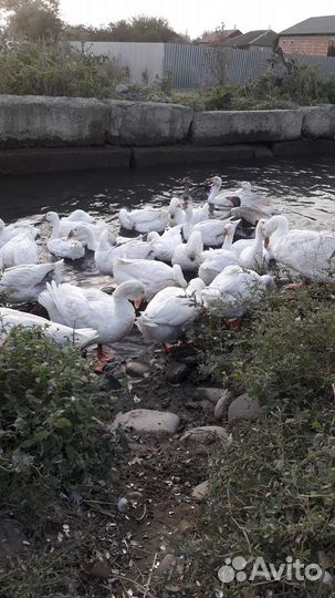 Гуси Линда и Утки