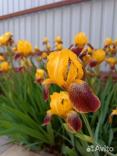 Ирис жёлтый