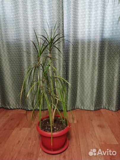 Пальма драцена