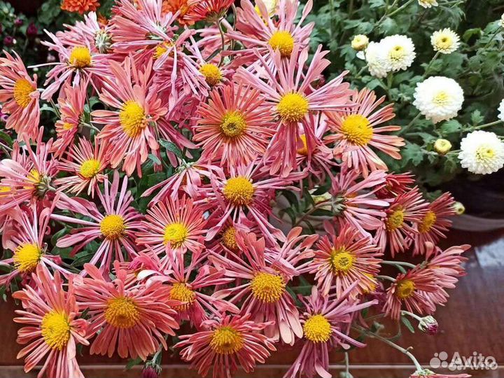 Хризантемы мультифлора